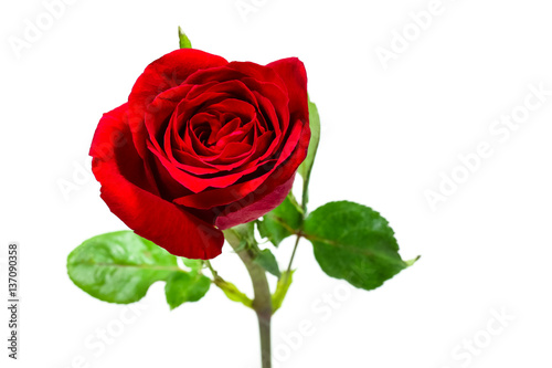 Single simple of red rose on white background  valentine day concept