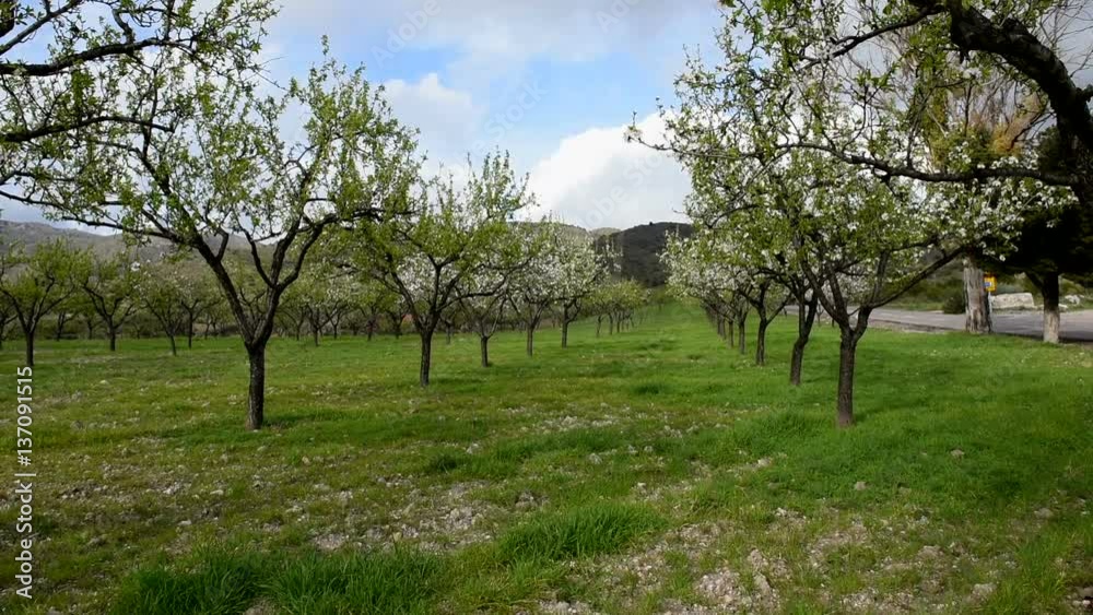Beautiful flowering gardens with green grass Beautiful flowering gardens with green grass