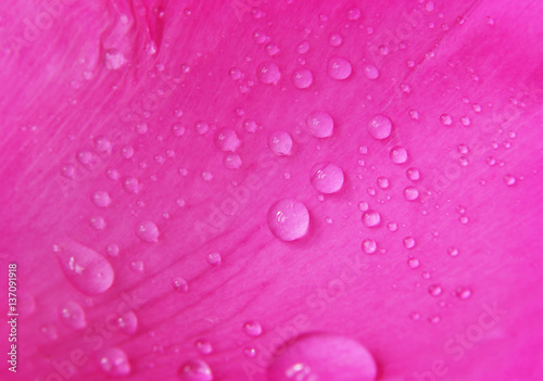 Pink peony flower petal with drops of water