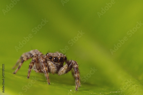 Jumping spider © Rico