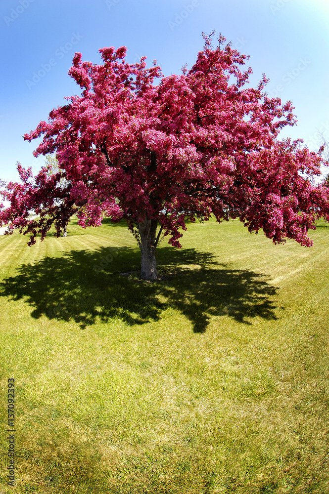 Cherry Tree Blossoms Garden Pink Beautiful Cherry Tree Blossoms Garden Pink Beautiful