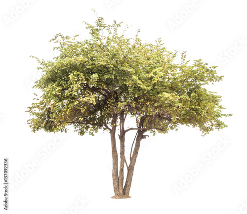 trees isolated on white background