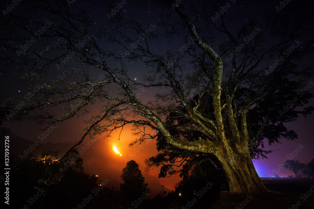 Old tree in the village of Bandipur and wildfire Old tree in the village of Bandipur and wildfire