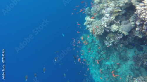 Coral reefs flora and fauna. Blue Hole is a diving location on east Sinai, a few kilometres north of Dahab, Egypt on the coast of the Red Sea.