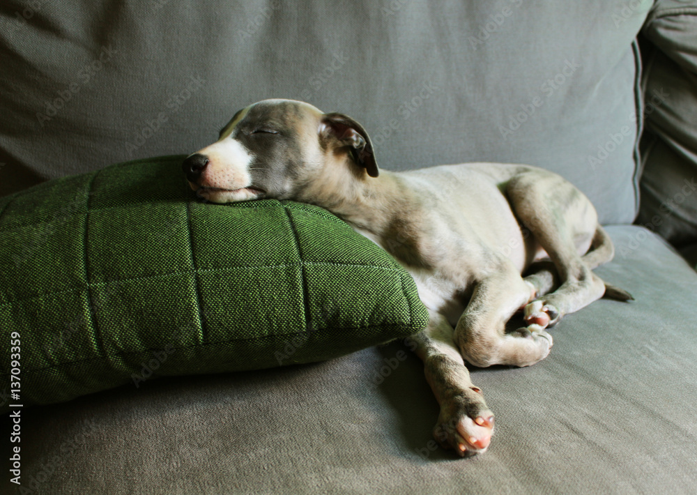 Cute puppy sleeping on a couch