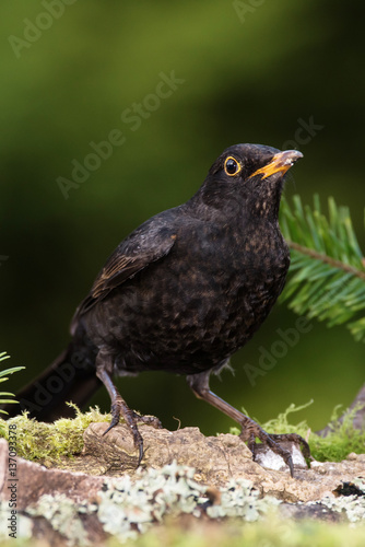 Blackbird, Turdus merula © Maciej Olszewski