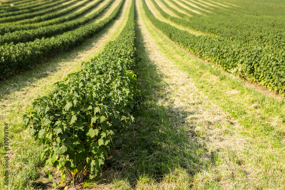 Blackberry bushes planted in rows in the field. Green leaves. Blackberry bushes planted in rows in the field. Green leaves.