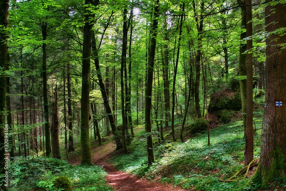Naklejka premium Wandern auf Wanderwegen im Wald