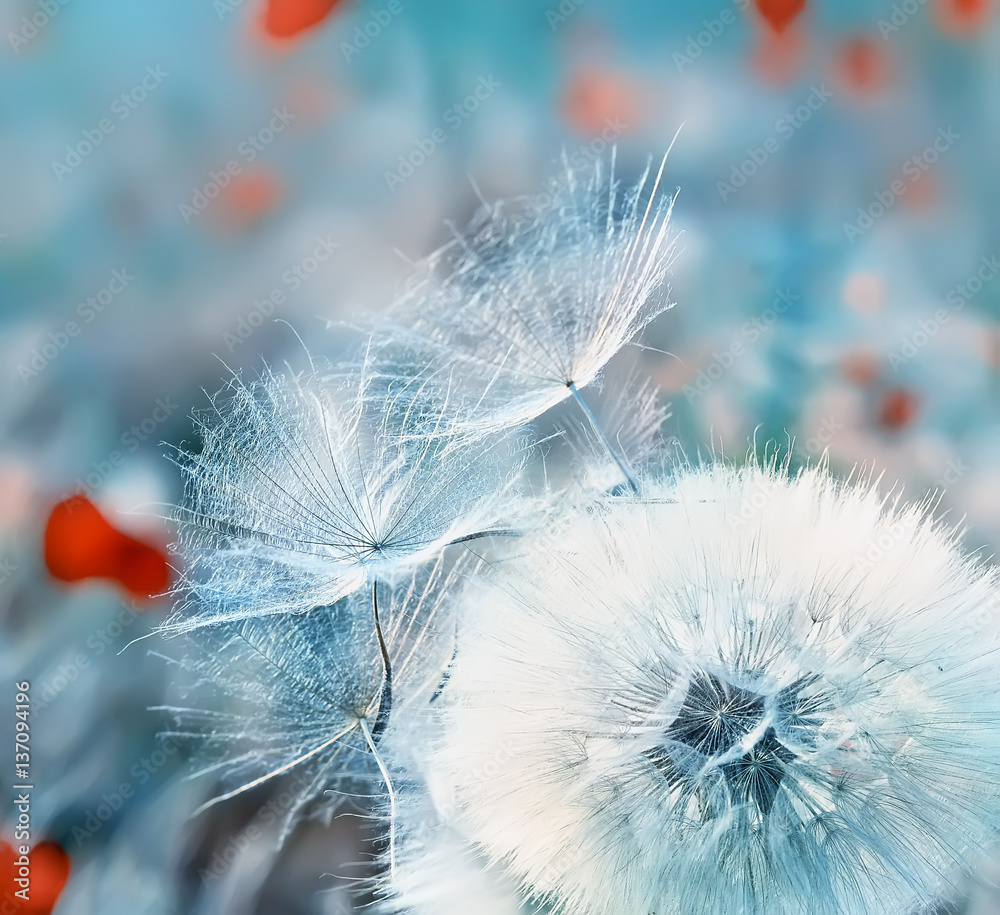 Fototapeta premium soft fluffy white dandelion fluff and small Fuzzies, gentle blue background. soft focus. 