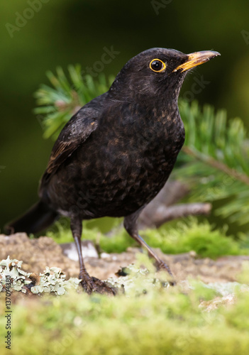 Blackbird, Turdus merula