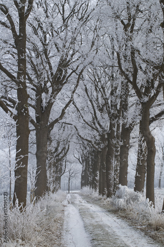 Winterlandscape in the Netherlands. Winter. Frost. Ice. Hoar frost. Maatschappij van Weldadigheid Frederiksoord Netherlands. Lane. photo