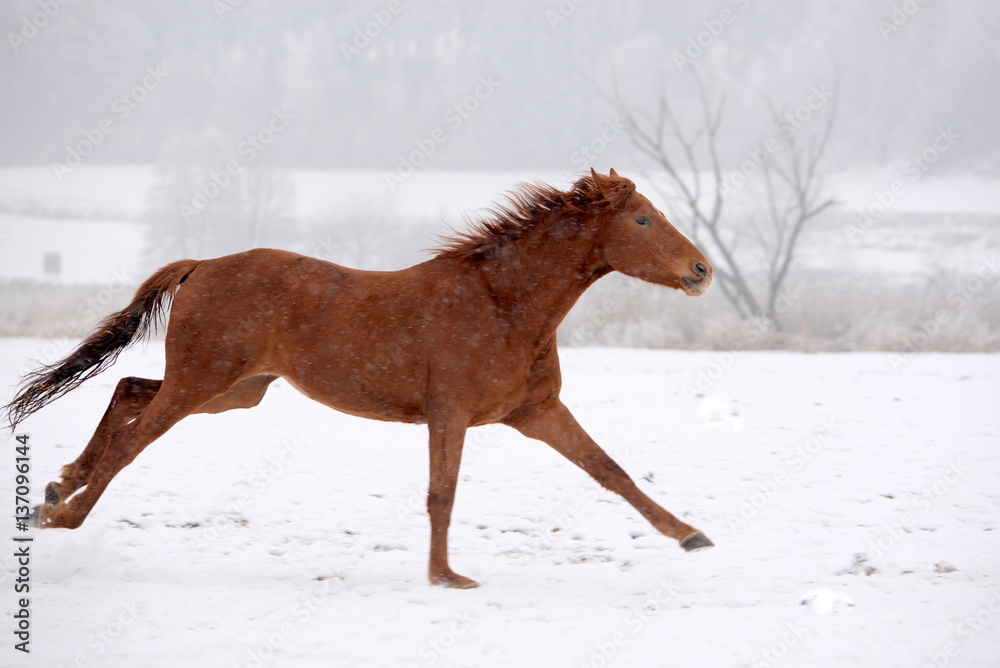 the fastest, young chestnut horse running through snowy landscape the fastest, young chestnut horse running through snowy landscape