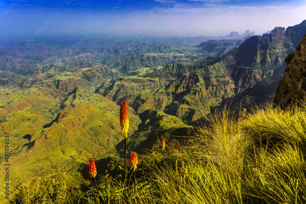 Ethiopia. Simien National Park. On the edge of cliff - there is Kniphofia in the foreground