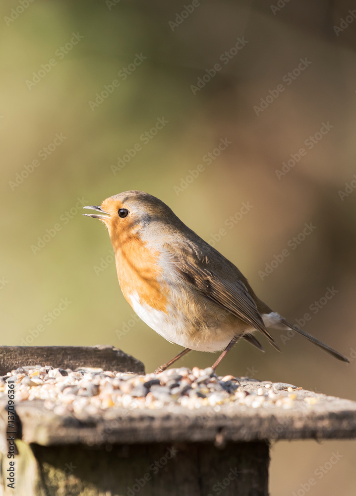 European Robin, Erithacus rubecula, Robin European Robin, Erithacus rubecula, Robin