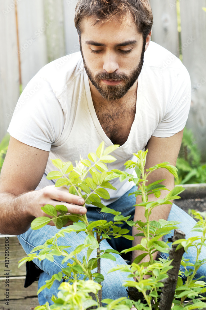 Man looking at plants in garden Man looking at plants in garden