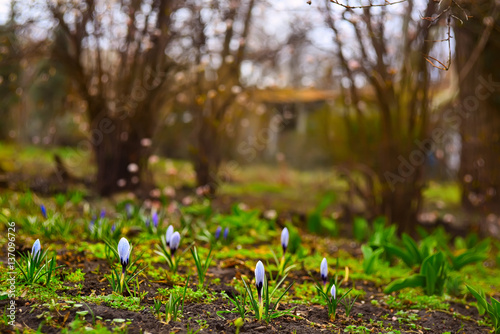 first spring crocus flowers in the garden.
