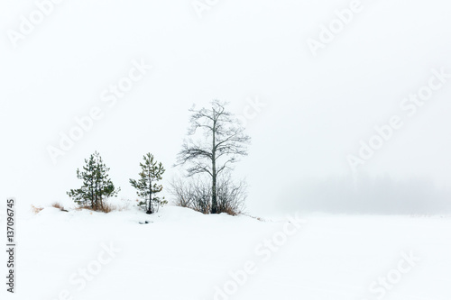 Small trees in foggy winter landscape