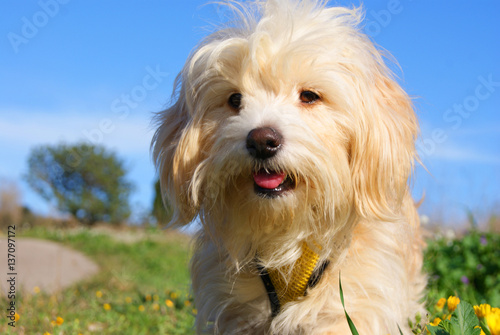 happy dog maltese sitting on the grass at park photo