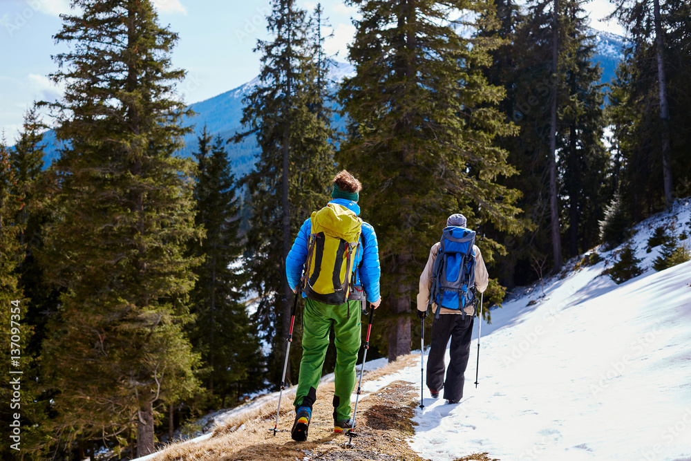 hikers with backpack on the trail in the Carpathians mountains at winter. Hikers on a forest background.