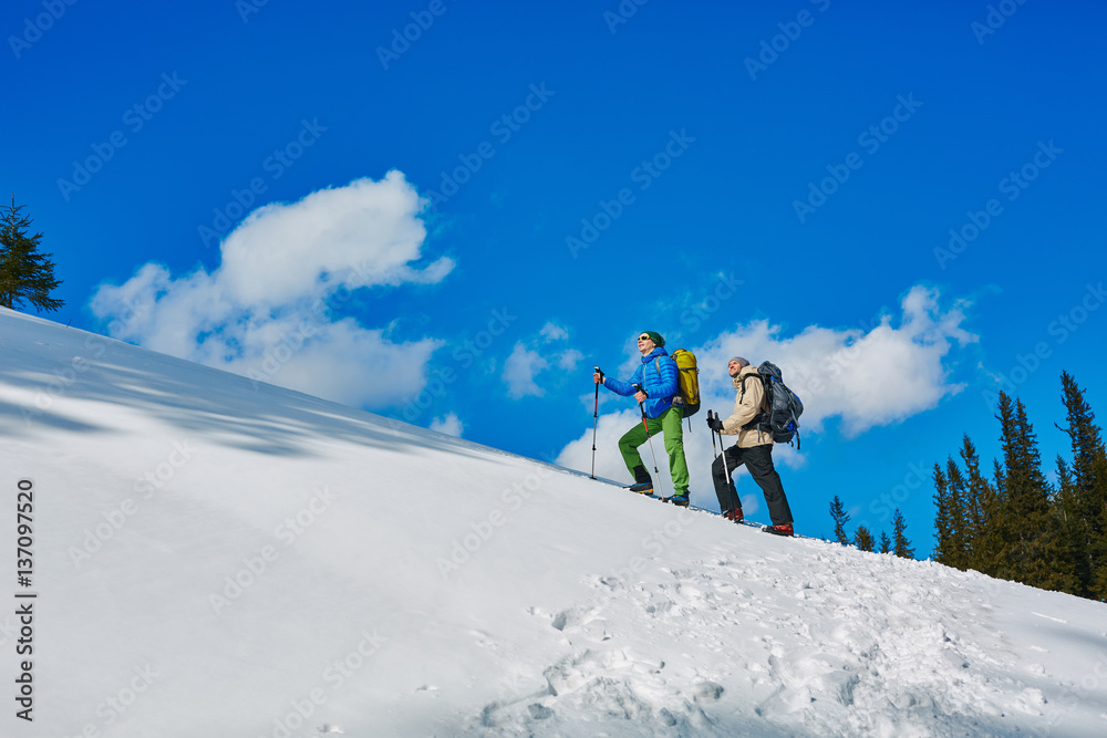 hikers with backpack on the trail in the Carpathians mountains at winter. Hikers on a blue sky background. hikers with backpack on the trail in the Carpathians mountains at winter. Hikers on a blue sky background.