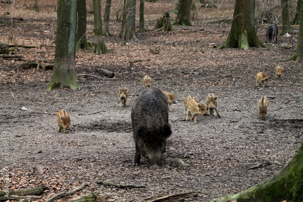 Eine Bache mit Frischlingen Stock-Foto | Adobe Stock