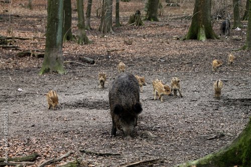 Eine Bache mit Frischlingen photo