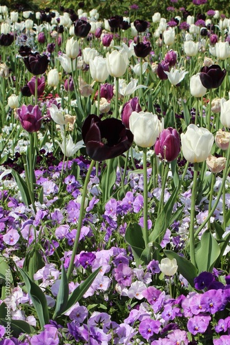 flower bed with tulips