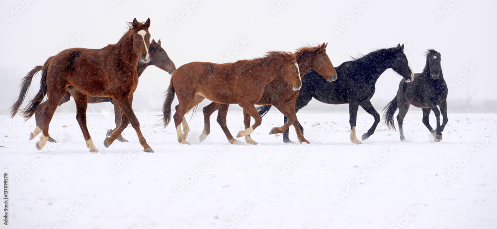 Naklejka premium im Trab durch den Schnee, kleine Pferdeherde läuft durch verschneite Landschaft