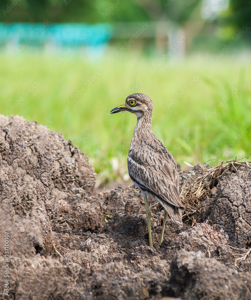 Indian Thick-knee (Burhinus indicus), beautiful bird in grassland. Indian Thick-knee (Burhinus indicus), beautiful bird in grassland.