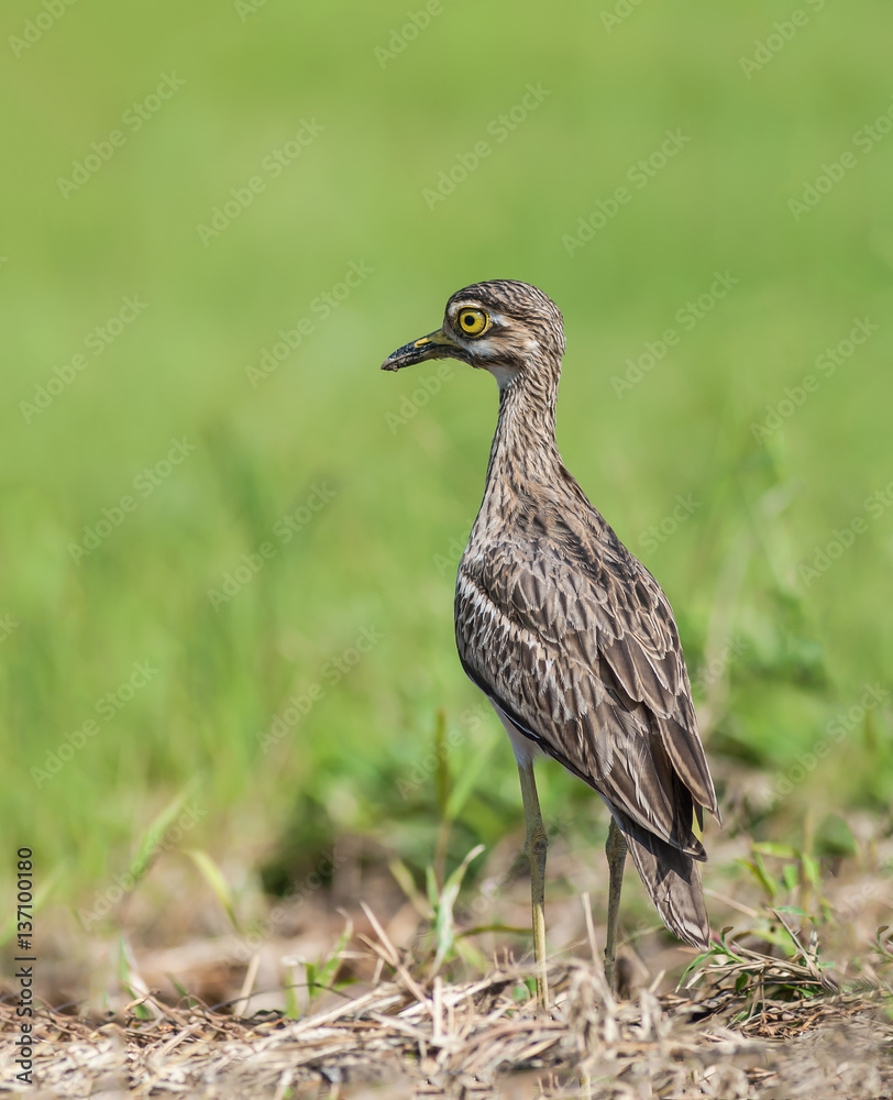 Indian Thick-knee (Burhinus indicus), beautiful bird in grassland. Indian Thick-knee (Burhinus indicus), beautiful bird in grassland.