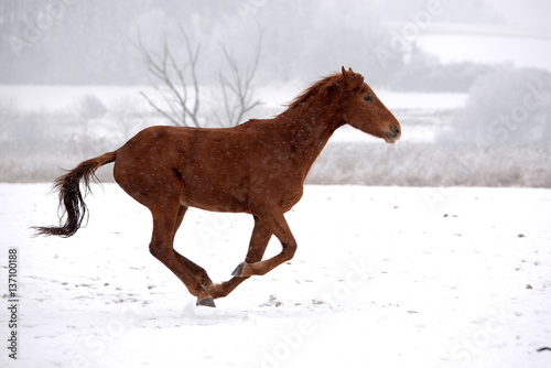 fliegendes Pferd, fuchsfarbenes Jungpferd galoppiert durch verschneite Landschaft