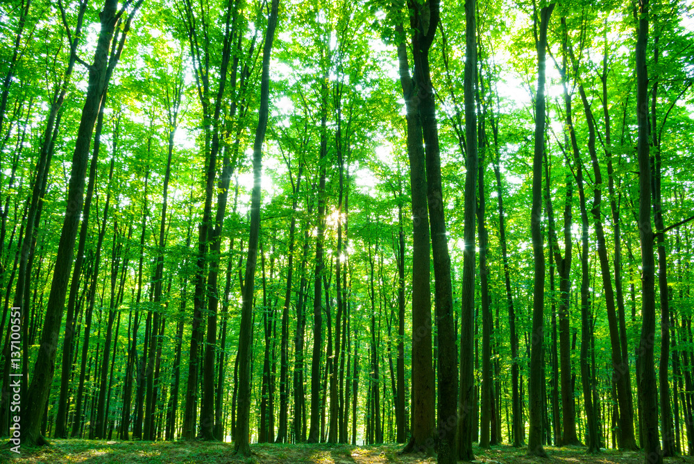 Sunlight in forest