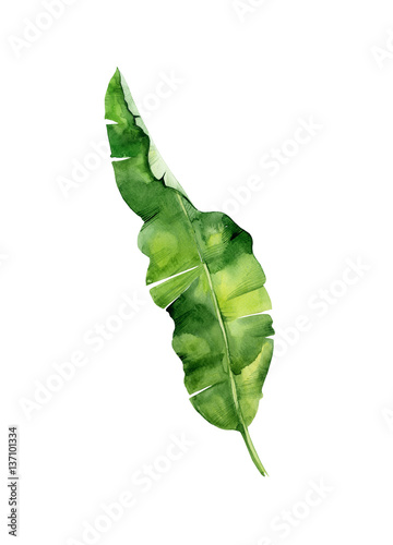 Watercolor illustration of tropical leaves, dense jungle. Tropic summertime m...