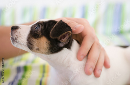 Jack Russell terrier puppy is lying on the bed with colorful linens and the human's hand petting dog, confidence trust concept, love between dog and human