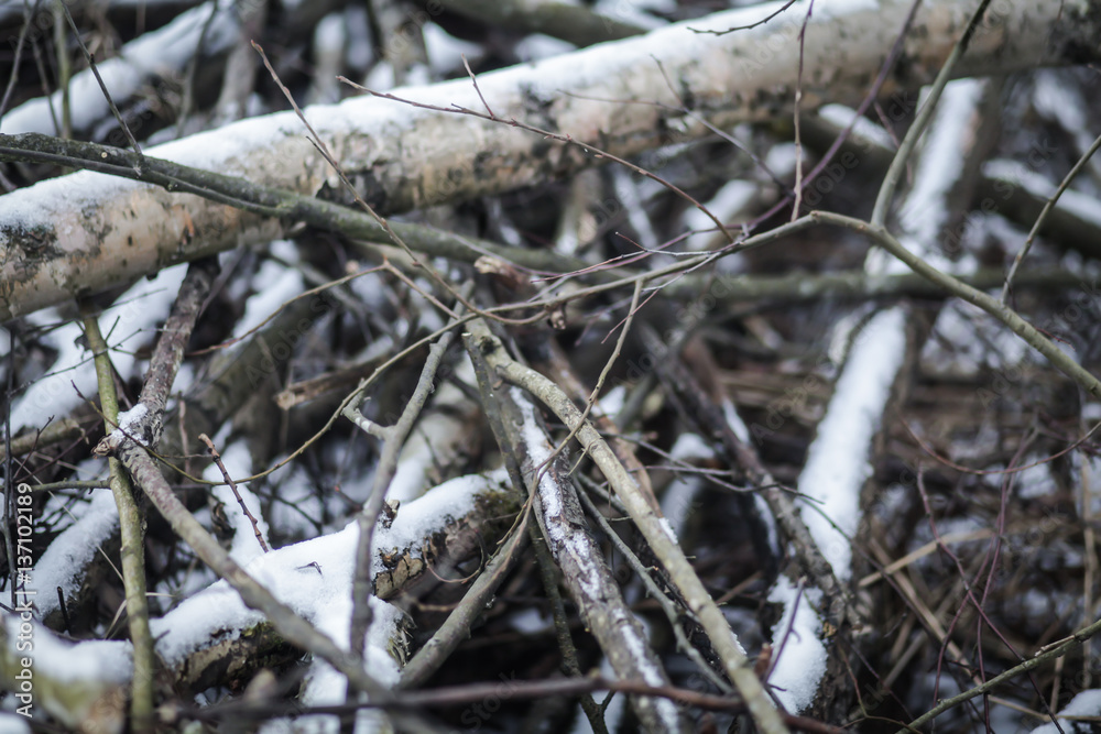 Ветки берёзы в лесу