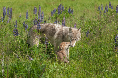Grey Wolf (Canis lupus) Nuzzled by Pup