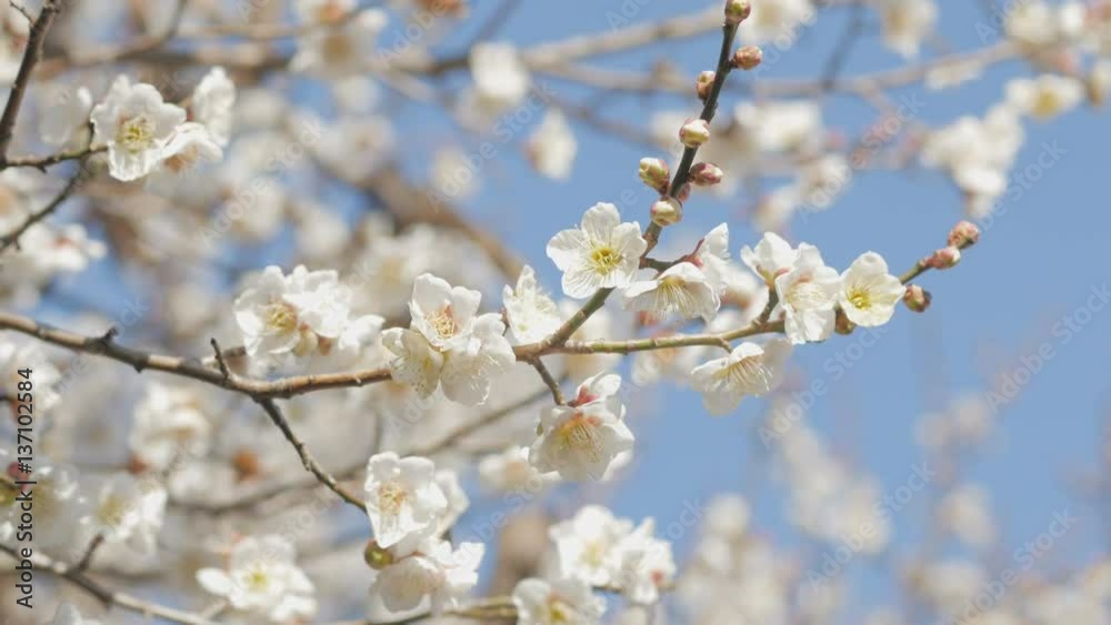 梅 / 白い梅の花 梅 / 白い梅の花
