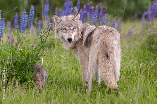 Grey Wolf  Canis lupus  Looks Over Shoulder