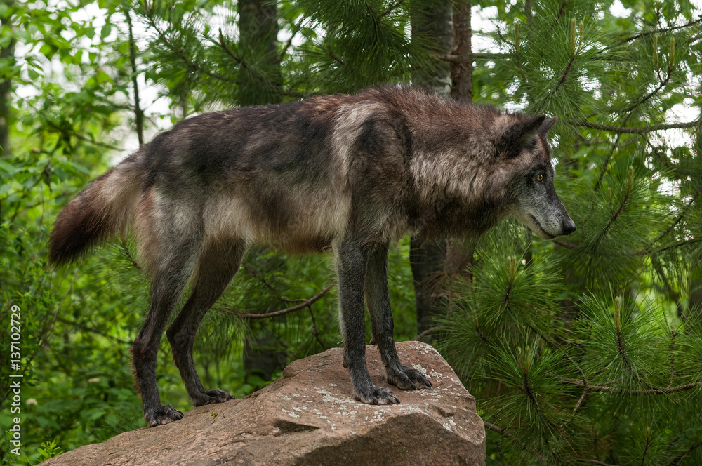 Black Grey Wolf (Canis lupus) on Rock Black Grey Wolf (Canis lupus) on Rock