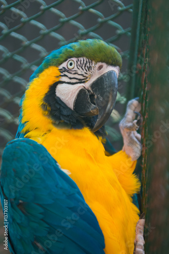 Breeding of exotic blue and yellow macaws in aviaries