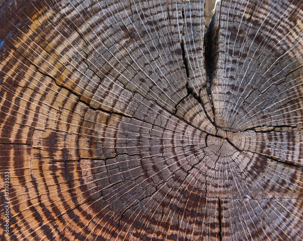 Fototapeta premium Cross section of old tree trunk
