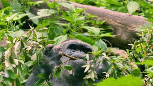 Big gorila eating leaves from branch. Nature video. 4K, 3840*2160, high bit rate, UHD