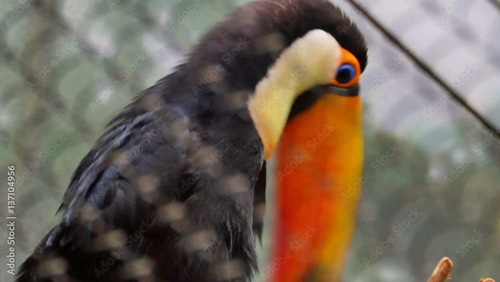 Exotic toucan bird cleans feathers. Filmed through the grid. Nature video. 4K, 3840*2160, high bit rate, UHD Exotic toucan bird cleans feathers. Filmed through the grid. Nature video. 4K, 3840*2160, high bit rate, UHD