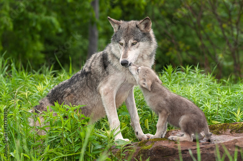 Fotografia Grey Wolf (Canis lupus) Unwanted Pup Attention