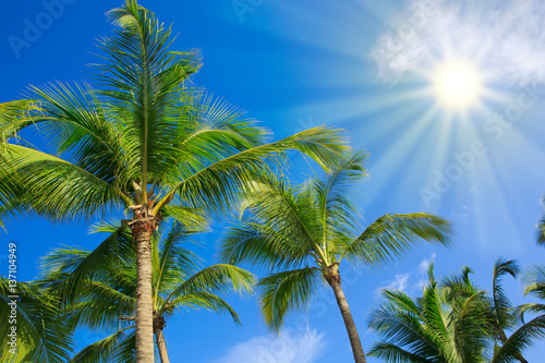 Beautiful tropical sunshine with palm trees and sun.