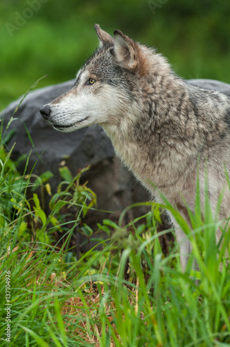 Grey Wolf  Canis lupus  Profile Next to Rock