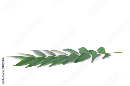 Curry Leaf isolated on white background