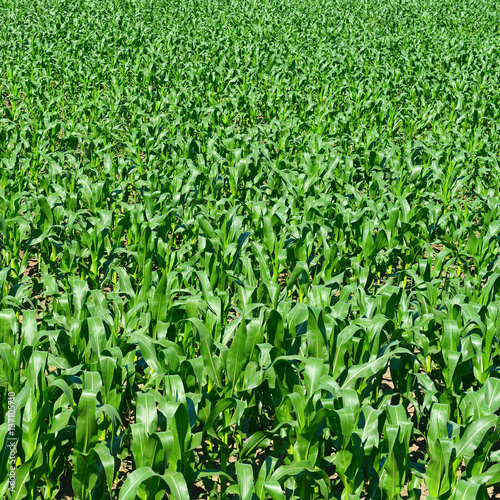 Summer corn field background.