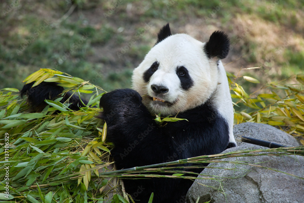 Fototapeta premium Giant panda (Ailuropoda melanoleuca).