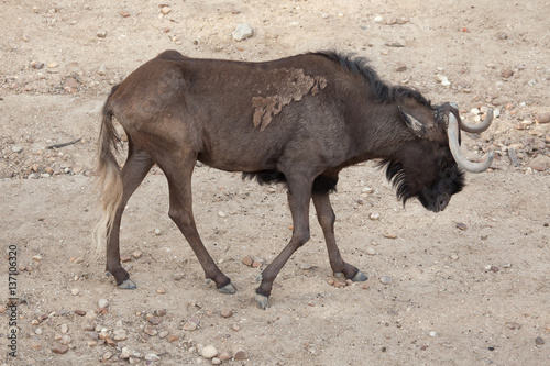 Black wildebeest (Connochaetes gnou) photo